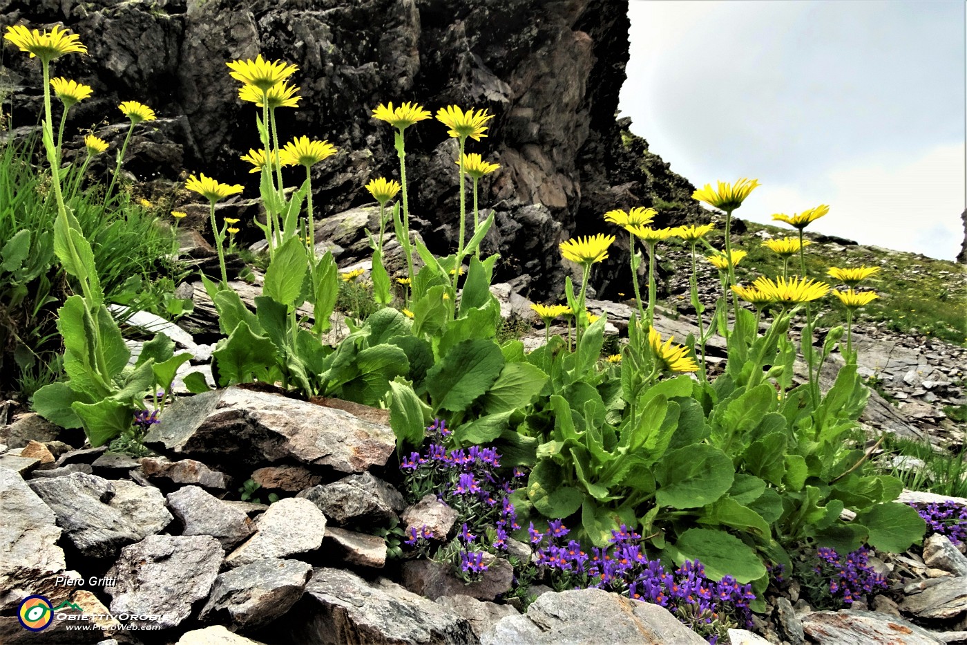 63 Doronico sui macereti con Linaria alpina al Passo della Portula.JPG -                                